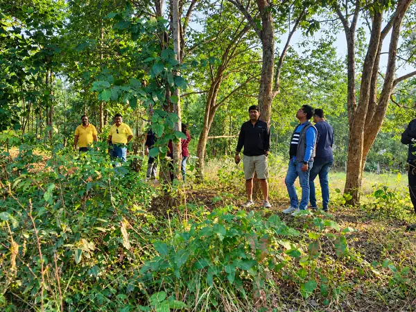 Guests walking through the green forest