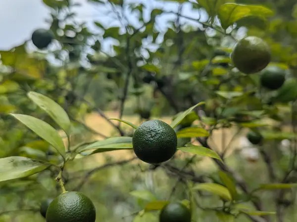 Fresh limes growing on a farm tree