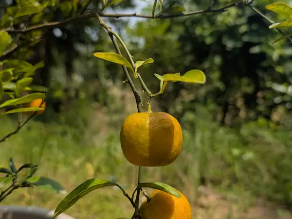 Ripe orange hanging on a farm tree